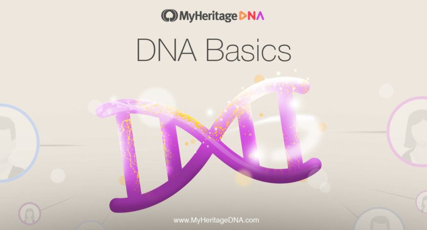 Grunnleggende om DNA Kapittel 4: En ordliste